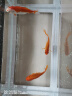 森森（SUNSUN）超白桌面小鱼缸生态玻璃缸水草缸客厅造景金鱼缸长方形HWK-420P裸缸（420*230*260mm） 实拍图