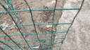 源兴 铁丝网围栏网防护网养殖护栏网钢丝网养鸡/鸡舍/鱼池/山地/高速公路荷兰网 3.0毫米1.2高30米6厘米孔 实拍图