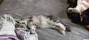 派乐特宠物枕头猫咪专用小狗狗猫用枕头睡觉垫子猫毛毯柔软保暖用品 实拍图