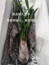 益绮椛益绮椛浓香型兰花苗大花蕙兰墨兰建兰花卉盆栽绿植室外内植物兰花 新品昭君雪 3苗【易成活】+肥料 实拍图