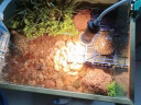易萌 黄金巴西龟活物炫彩龟小乌龟活体宠物龟半水龟招财龟草龟活体龟 7-9厘米两只 实拍图