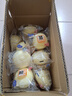 港荣蒸蛋糕整箱早餐奶香蓝莓味糕点心小吃休闲食品 奶香味250g++250g【共发1斤】 实拍图
