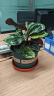室内绿植花卉盆栽孔雀竹芋 猫眼彩虹绿植盆栽植物 彩虹竹芋20-30厘米高 原盆原土发货 含原装简易塑料盆 实拍图