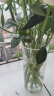 盛世泰堡玻璃花瓶透明富贵竹水培容器大花瓶客厅桌面装饰摆件直筒款1020 实拍图