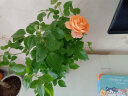 华夏方舟当/隔日达儿童学习机学前幼小衔接早教机小初高同步学习平板识字拼音英语点读机护眼防摔故事机 幼小衔接（6G+64G）早教版11英寸 实拍图
