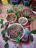 德沃多肥料蛭石5L多肉绿植花卉植物基质无土栽培介质营养土疏松透气改善土壤 实拍图