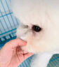 瑞美贝狗狗泪痕去除液比熊泰迪博美犬宠物眼药水清洁去眼屎流泪滴眼液 泪痕越重越好用【三瓶装】 实拍图