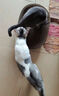 超大猫窝猫抓板一体耐磨不易掉屑猫咪窝磨爪耐抓保护沙发防猫抓圆形猫爪盆猫玩具 超特大号+六件套椭圆48*34 实拍图