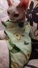 智宙猫咪衣服夏季猫衣服防掉毛薄款幼宠物背心小型犬柯基博美泰迪衣服 【两件装】胡萝卜+牛油果 L 建议7-9斤 背长32cm 实拍图