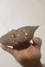 捌零鲜生物语  山东紫罗兰紫薯5斤 代餐粗粮 新鲜蔬菜烤红薯地瓜食材 5斤精品装（5-12根） 实拍图