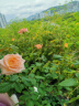 十年3棵玫瑰花苗老桩玫瑰苗盆栽地载花卉观花植物室内室外花蔷 戴安娜10年苗3颗 晒单实拍图