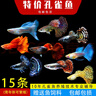 森悠（SARYOR）孔雀鱼纯种观赏鱼小型淡水好养热带鱼活体斑马金鱼凤尾鱼繁殖 孔雀鱼套餐5 实拍图