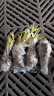 黄花菜种苗食用黄花菜种植苗黄花菜根苗 金针菜苗根 庭院四季种植 黄花菜2年种苗20颗 晒单实拍图