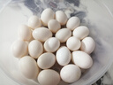 我老家鸽子蛋 新鲜 现捡散养谷物蛋 孕妇宝宝营养生鲜 鲜鸽蛋20枚装 实拍图