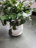绿荫巷子幸福树绿宝绿植盆栽桌面植物办公室客厅吸甲醛好养易活四季常青 【陶瓷花型盆】大幸福树 约50cm 实拍图
