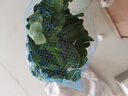 八方来财鸭脚木招财树鹅掌柴室内绿植净化空气吸甲醛花卉绿植好养 带老桩高40-50cm 带盆栽好 实拍图