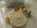 草木方花果茶 金桔柠檬百香果4盒装420g 冷泡茶冻干柠檬片水果茶包 晒单实拍图
