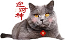 ZIPPO美国原装zippo煤油打火机 防风彩印经典大标志潮牌点烟器男士礼品 招财猫红 实拍图