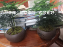 幼薇文竹盆栽植物室内绿化四季迷你办公室绿植摆件桌面好养创意小盆景 文竹+舍得小紫砂盆+圆形底盘 带盆栽好 实拍图