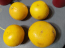 沙窝曙光南非西柚进口红心西柚爆汁红肉柚子纯甜红柚子 2斤200-300g/个（约4枚） 实拍图