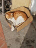 伟嘉（whiskas）猫粮 成猫猫粮  美短英短橘猫布偶 营养全价猫粮 海洋鱼味 10KG 实拍图
