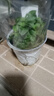 劉閣蘭花七彩香水石斛兰花冬带花苞好养绿植浓香型石斛花卉盆栽绿植驱蚊 5苗连体 七彩石斛原盆发货 实拍图