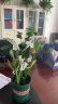 文之小龟背竹盆栽 室内客厅办公室大型植物盆景 观叶绿植花卉苗 30到40厘米高 不含盆 实拍图
