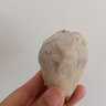 山胖子新鲜现挖农家毛芋头香甜软糯奶芋小香芋芋艿山东特产健康早餐 牛奶芋头中果3斤（单果40g-60g） 实拍图