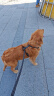 比瑞吉自然均衡中大型小型犬幼犬通用12kg成犬狗粮金毛泰迪 实拍图