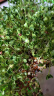 寿禾 芽苗菜种子萝卜苗四季春冬季四季无土水培蔬菜苗豌豆芽苗 绿豆芽种子 500g 实拍图