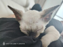 神鱼（SHENYU）二合一逗猫激光笔伍德氏灯猫藓灯UV365紫光灯逗猫棒猫咪玩具神器 实拍图