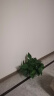 双盟绿萝盆栽除甲醛花卉绿植办公室新房净化空气180加仑4盆装源头直发 晒单实拍图