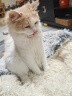 雷米高（RAMICAL）幼猫猫粮海洋鱼味全价幼猫成猫猫粮10kg(500g*20分袋）20斤 实拍图