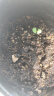 德沃多肥料羊粪营养土15L园艺绿植花肥种菜花土有机土壤花卉果蔬多肉盆栽土 实拍图