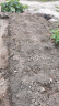 花沃里 盆栽矮向日葵种子 花卉种子家庭盆栽向日葵阳台校园花坛约30粒 晒单实拍图