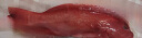 潮海堂 深海海捕东星斑 (去肚去腮)海鲜冷冻瓜子鱼斑鱼生鲜鱼类 海捕东星斑 净重600-700g/条 实拍图