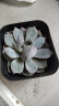 纳格兰特玉莲 新款多肉植物 超萌多肉组合绿植盆栽花卉肉肉植物 蓝石莲3-5公分 含盆土 实拍图