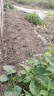 花沃里重瓣凤仙花种子5g/包 花卉种子家庭盆栽土阳台种菜办公庭院草籽 晒单实拍图
