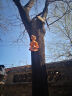 蔚然花屋户外园林幼儿园小区树上装饰卡通小猴子挂件花园庭院装饰摆件 爬树猴（27厘米高） 晒单实拍图
