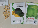 中科茂华蔬菜种子欧米甜中科靓绿板栗南瓜种子高圆绿栗新西兰南瓜甘面粉糯 中科靓绿5克/袋 实拍图
