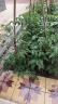 史丹利（STANLEY）复合肥蔬菜种菜花卉花肥家用通用型化肥三元氮磷钾肥料 晒单实拍图
