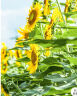 寿禾 向日葵种子观赏花卉种籽家庭阳台 小狮子向日葵种子5g约100粒 晒单实拍图