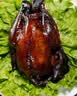 恒慧酱鸡 手撕鸡 卤味熟食特色美味下酒菜 酱鸡一袋【550g*1袋】 实拍图