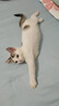冠能猫粮幼猫粮奶糕猫粮全价猫粮3周-12月龄怀孕哺乳期母猫适用 全价幼猫粮1.8kg 实拍图