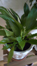 白掌盆栽一帆风顺水培植物室内花卉绿植水养红掌粉掌 白掌6-9株带花（莲花陶瓷盆） 含盆 实拍图