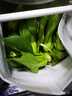 皓谦上海青小油菜新鲜蔬菜小青菜绿叶菜小白菜 农家自种蔬菜类小青菜 5斤 实拍图