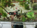 森森（SUNSUN）鱼缸加热棒自动恒温水族箱防爆加热器鱼缸水族用品 高硼硅玻璃50W(18cm长) 实拍图