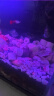 派乐特 细菌屋益菌屋鱼缸过滤材料水族箱养鱼净水培养硝化菌配件用品 晒单实拍图