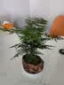 叹为观止室内水培土培懒人盆景植物清新空气办公室盆栽桌面 文竹 坚持盆 带盆栽好 实拍图