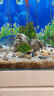 派乐特 鱼缸底砂造景装饰石子沙龟缸多肉装饰用品 黄金沙粗 1000g 实拍图